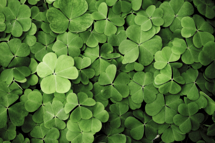 Clovers